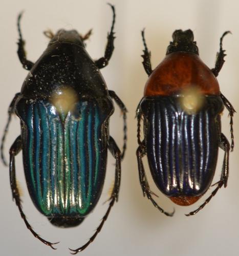 Réf. 274 322 : Pygora erythroderes